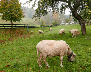 Owce pod jabłonią © mirabilia
