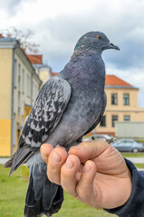 Blue pigeon on hand close up, blurred background