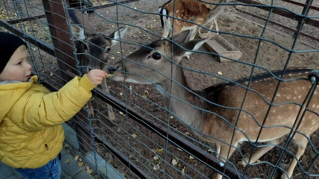 Child looks at animals and feeds deer leaves in the zoo
