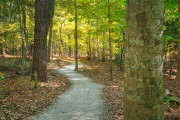 A path in the woods with a tree damaged by carving vandalism