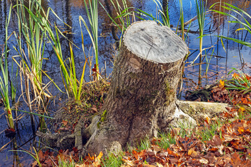 old tree stump on the river bank in the autumn