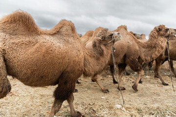 Herd of Bactrian camels grazing in the field