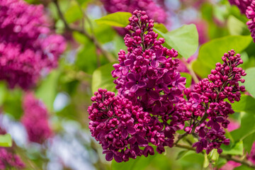 Fototapeta premium Lilacs