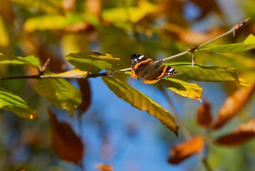 Red admiral butterfly (Vanessa Atalanta) with open wings perched on a yellow leaf in Zurich, Switzerland