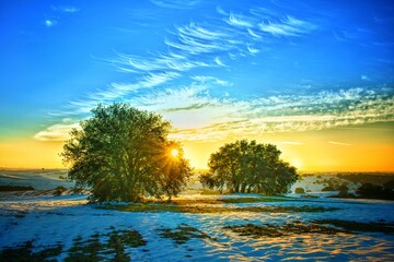 Fototapeta na wymiar Winter sunrise in a snowy field and with the sun rising between two oaks.