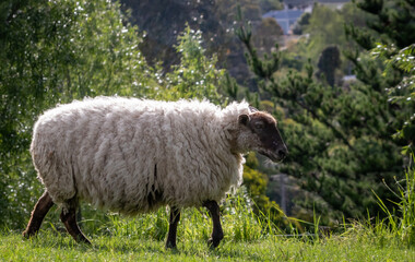 Sheep in a grassy green field, Gisborne, New Zealand 