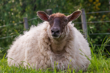 Sheep in a grassy green field, Gisborne, New Zealand 