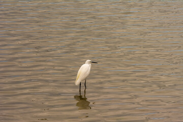 an egret looking for fishes in a sea