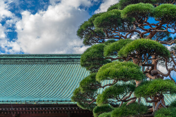 Fototapeta na wymiar 護国寺　松の木　本殿