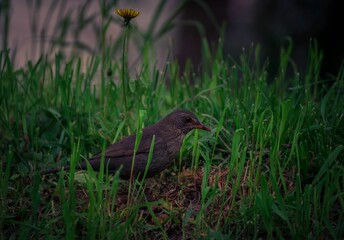 Closeup shot of a small blackbird searching for food in the grass
