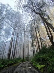 Vertical shot of a forest with tall trees in Healesville, Australia