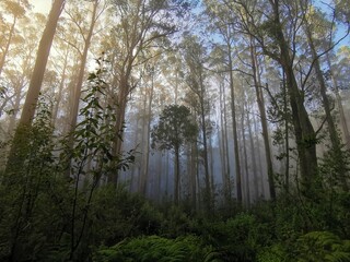 Beautiful shot of a forest with tall trees in Healesville, Australia