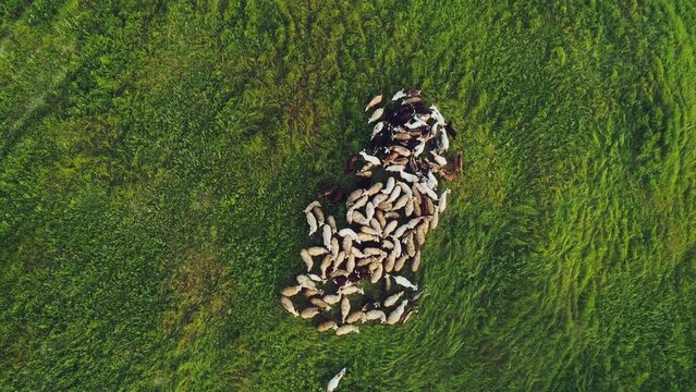 Unique drone footage of a herd of wild sheep and goats grazing on a plain with green bushes and in the background green forest with fog on the horizon. Interesting shot and nice composition.