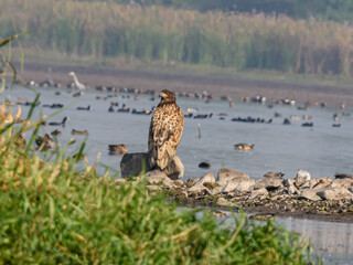 White tailed eagle sitting on bank of Godavari River in Nandur  Madhmeyshwar bird sanctuary. This was the rare sighting in Maharashtra in 2019.  The white eagle was considered endangered.