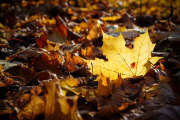 Naklejka na ściany i meble Yellow, orange maple leaf illuminated by the sun, on a contrasting autumnal background of dark brown, burgundy, maroon, terracotta, port wine, rust-colored fallen leaves, close-up, negative text space