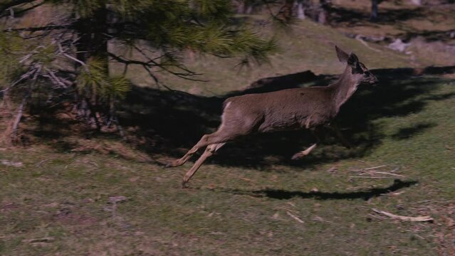 White-tailed Deer Running Sprinting in Full Stride