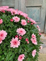pink chrysanthemum, flower in a pot, typical flower for the festival of the dead, flowers in the cemetery, flower dome