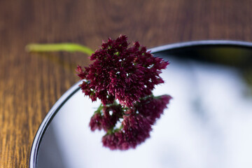 Red flower reflected in the mirror