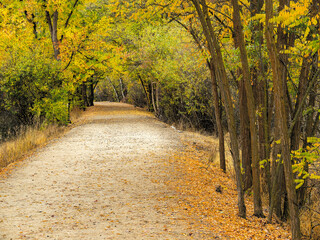 Foot path leads through a forest in the fall