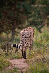 cheetah in the grass