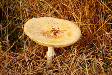 Pilze um das Naturschutzgebiet Hohes Venn