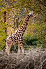 giraffe in the zoo