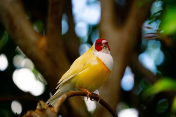 Low angle of a Gouldian finch (Erythrura gouldiae) on a blurred natural background