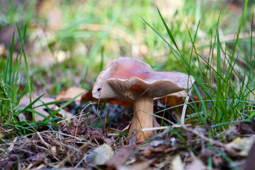 Pilze um das Naturschutzgebiet Hohes Venn