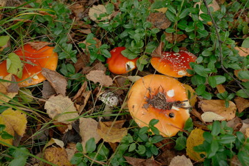 fly agaric, red, beautiful mushroom in the forest