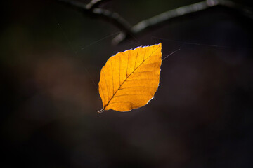 Macro shot of an orange colored leaf in a spider web in autumn in the forest