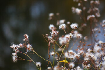 White fluffy flowers with a blurred background.