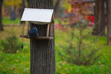 A pigeon sits on a bird feeder.