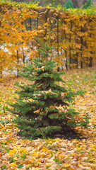 A small Christmas tree stands on yellow leaves.