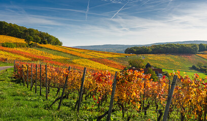 Der Rotweinwanderweg in den Weinbergen der Ahr im Goldenen Oktober 2022