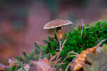 Macro shot of a brown mushroom on a mossy hill with a blurred background