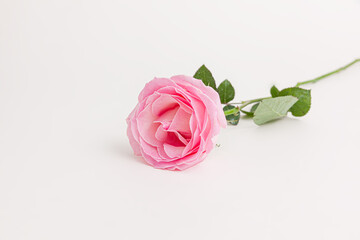 Blooming pink rose flower isolated on white background