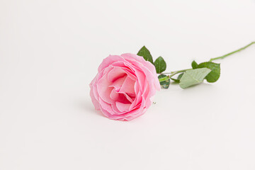 Fototapeta premium Blooming pink rose flower isolated on white background