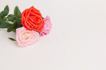 Blooming pink red rose flower isolated on white background