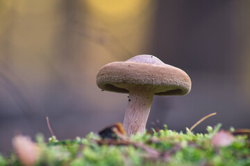 Macro shot of a brown mushroom on a mossy hill with a blurred background