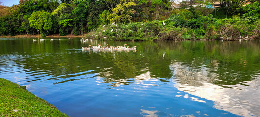 Fototapeta na wymiar natural lake with birds on geese