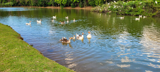 natural lake with birds on geese