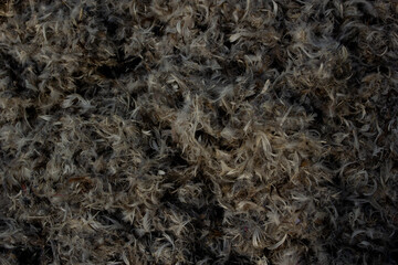 Photo Abstract background of brown bird feathers.