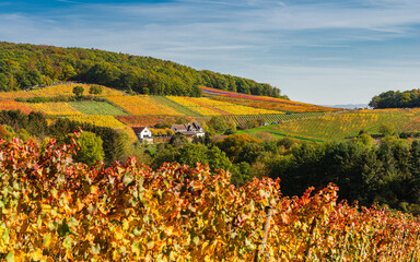 Fototapeta na wymiar Der Rotweinwanderweg in den Weinbergen der Ahr im Goldenen Oktober 2022