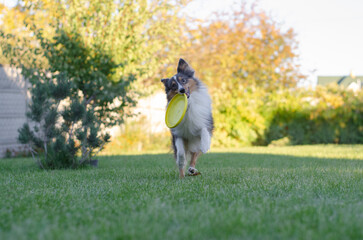 Cute grey brown tricolor dog sheltie is playing with yellow frisbee disc. Shetland sheepdog is running and doing sport