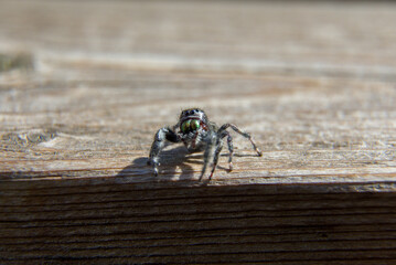 A bold jumping spider from Ontario, Canada.