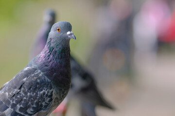 Close-up of pigeon in a park