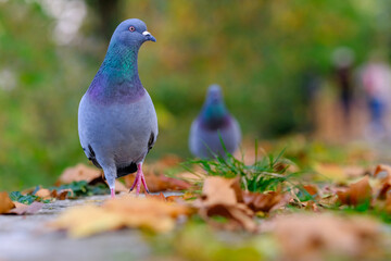 Close-up of pigeon in a park