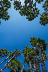 Skyward view of palm trees and blue sky
