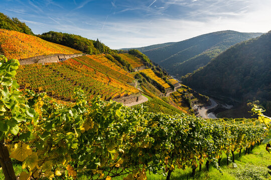 Der Rotweinwanderweg in den Weinbergen der Ahr im Goldenen Oktober 2022