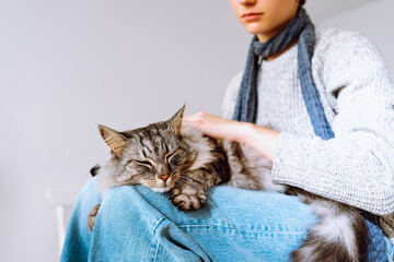 Domestic fluffy tabby cat sleeps on lap of young girl. 